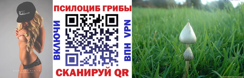 Псилоцибиновые грибы Psilocybine cubensis  купить закладку  Чита 